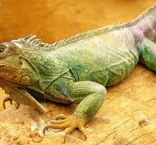 Схема вышивки «игуана»