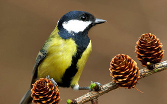 синичка - птицы - оригинал