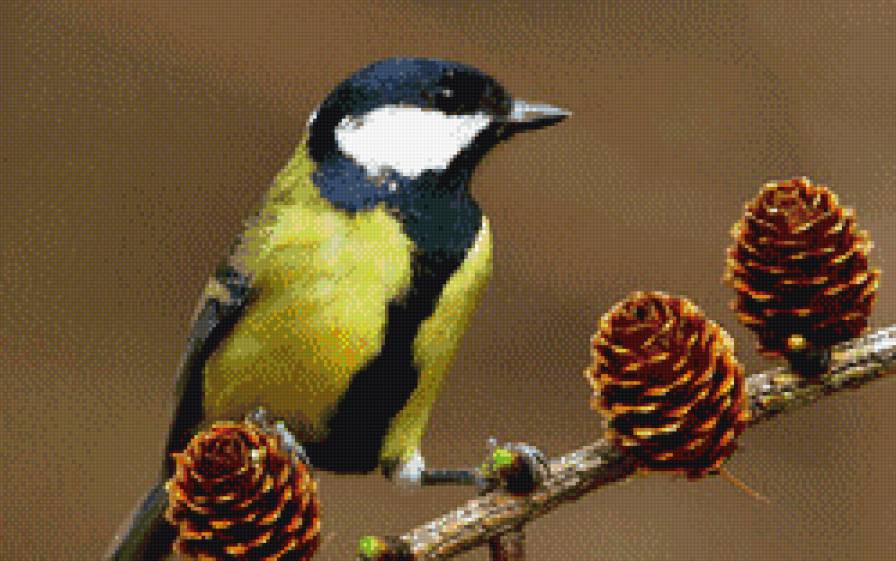 синичка - птицы - предпросмотр