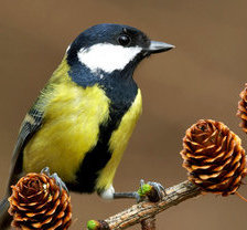 Схема вышивки «синичка»