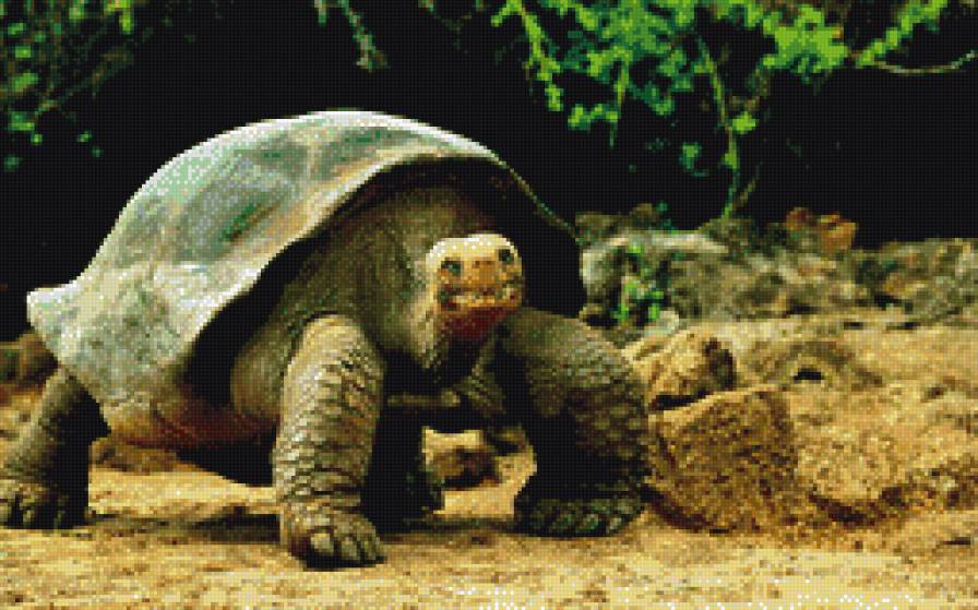 черепаха - животные - предпросмотр