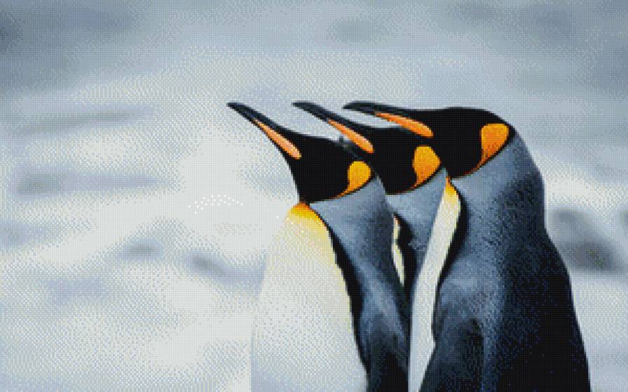 пингвины - птицы - предпросмотр
