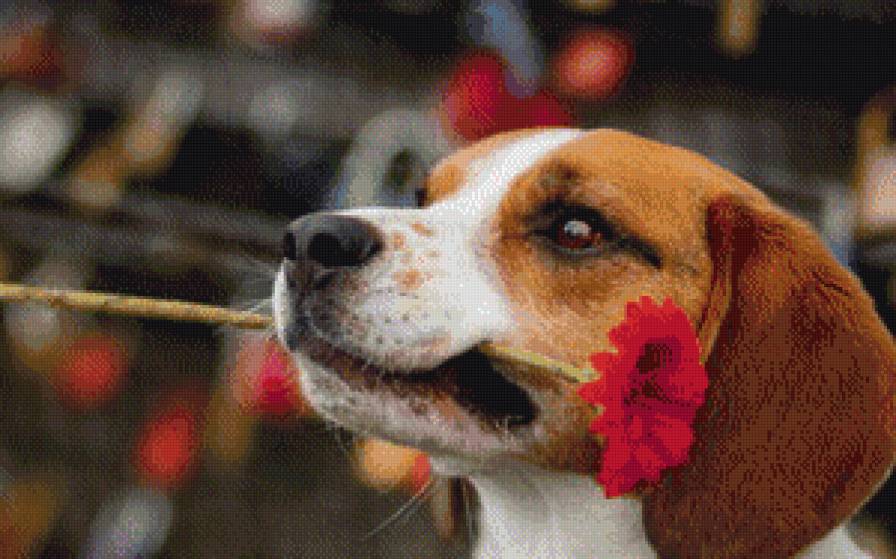 это вам - собака, животные - предпросмотр