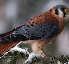 Схема вышивки «хищник»