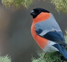 Схема вышивки «снегирь»