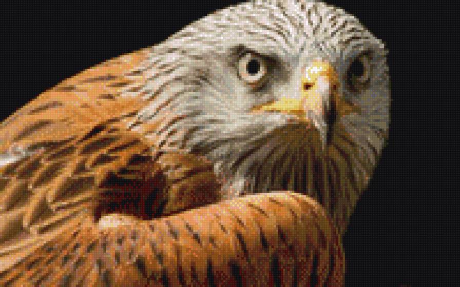 орел - птицы - предпросмотр