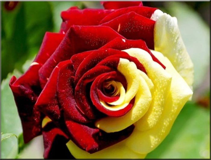 розочка - цветы, розы - оригинал