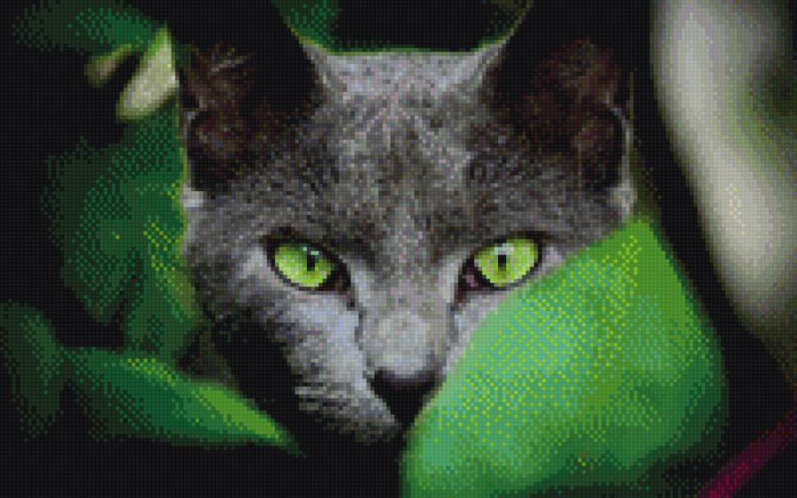 котик - кот, животные - предпросмотр