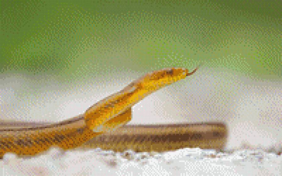 змея - животные, змея - предпросмотр