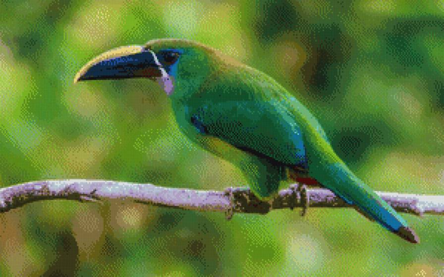 тукан - птицы - предпросмотр