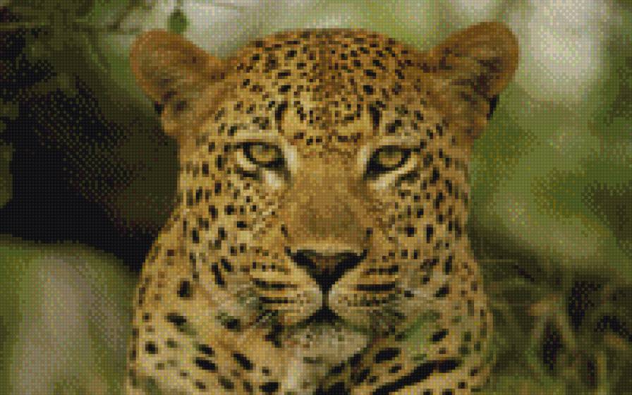 леопард - коты, животные - предпросмотр