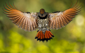 птица - птицы - оригинал