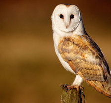 Схема вышивки «неясыть»