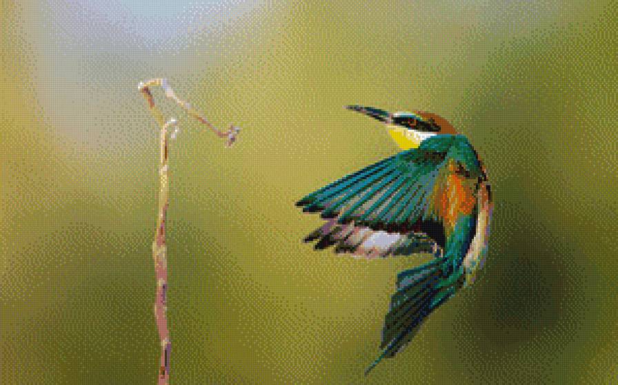 птичка - птицы - предпросмотр