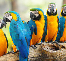 Схема вышивки «попугаи»