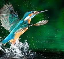 Схема вышивки «птичка»