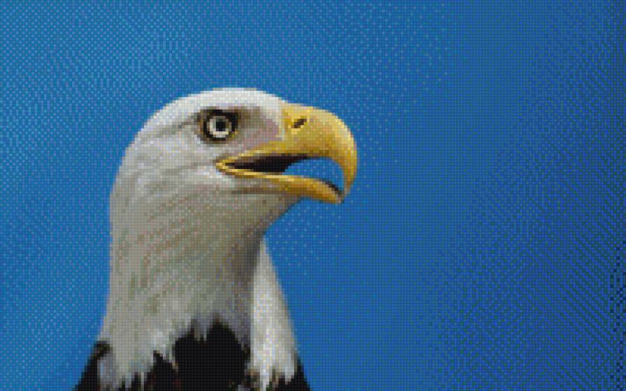 орел - птицы - предпросмотр