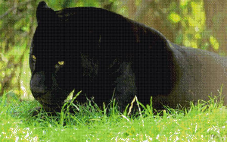 пантера - кошки. животные - предпросмотр