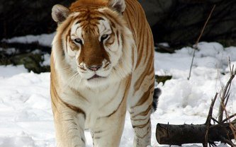 тигр - кошки, животные - оригинал