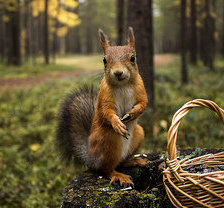 Схема вышивки «белка»
