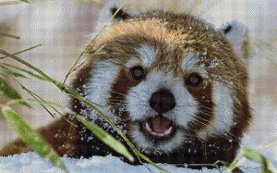 зверь - животные - предпросмотр