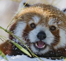 Схема вышивки «зверь»