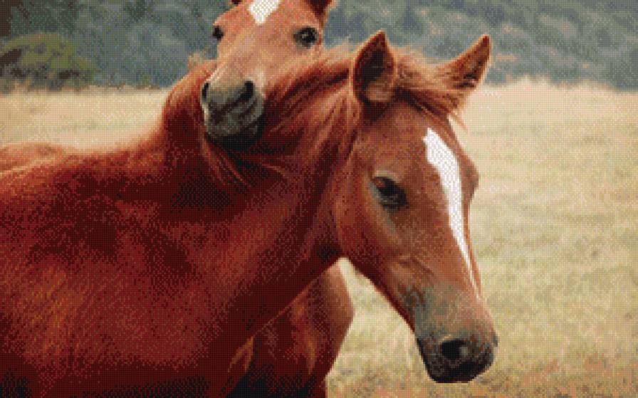 лошадки - лошади, животные - предпросмотр
