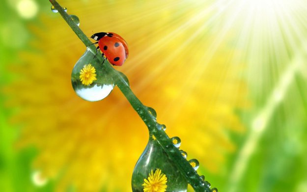 Роса - роса - оригинал