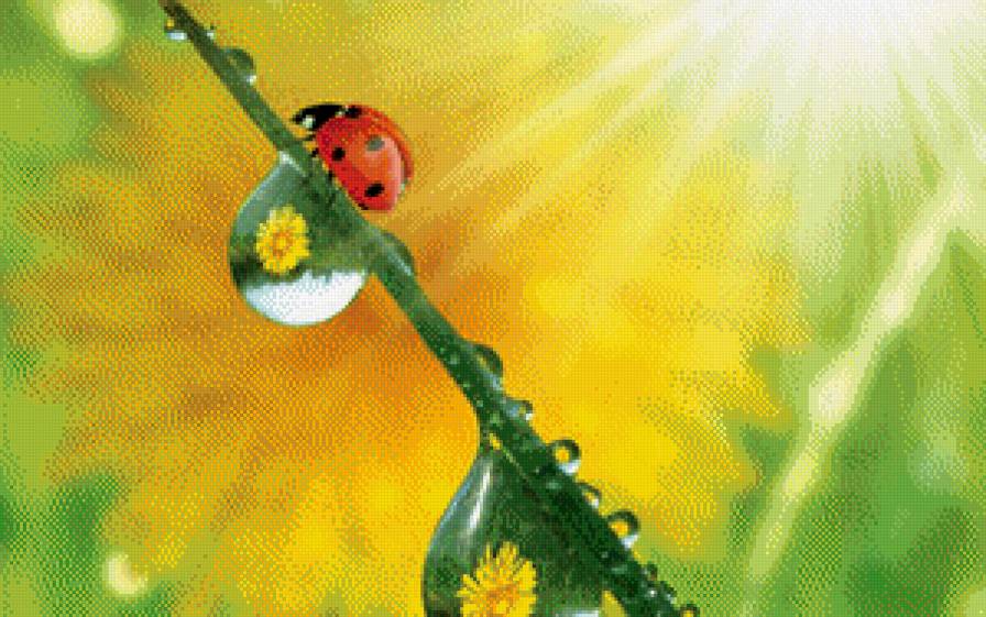 Роса - роса - предпросмотр