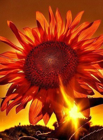 Подсолнух - поле, природа, подсолнух, солнце - оригинал