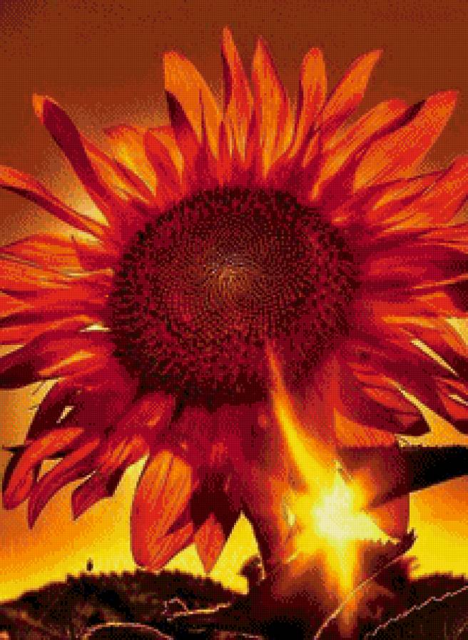 Подсолнух - природа, подсолнух, солнце, поле - предпросмотр