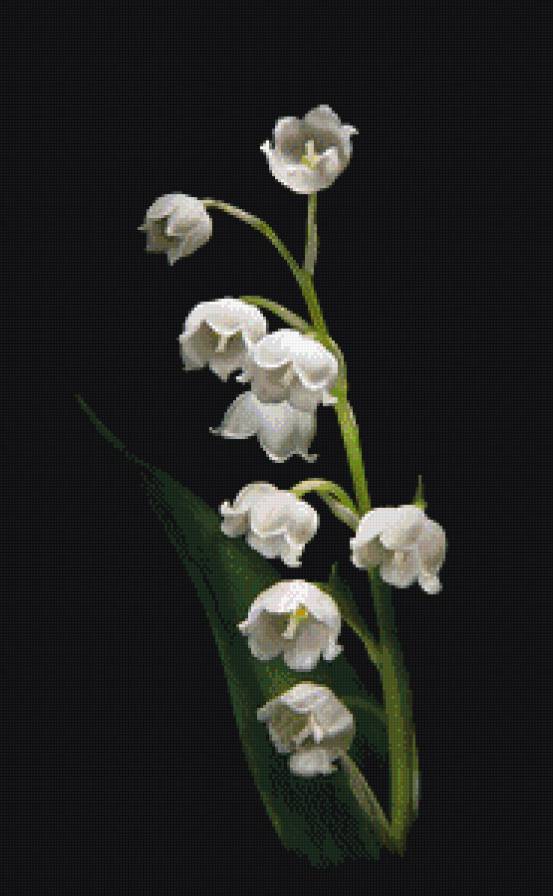 цветы на черном - цветы - предпросмотр