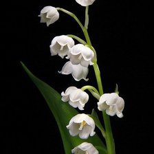 цветы на черном