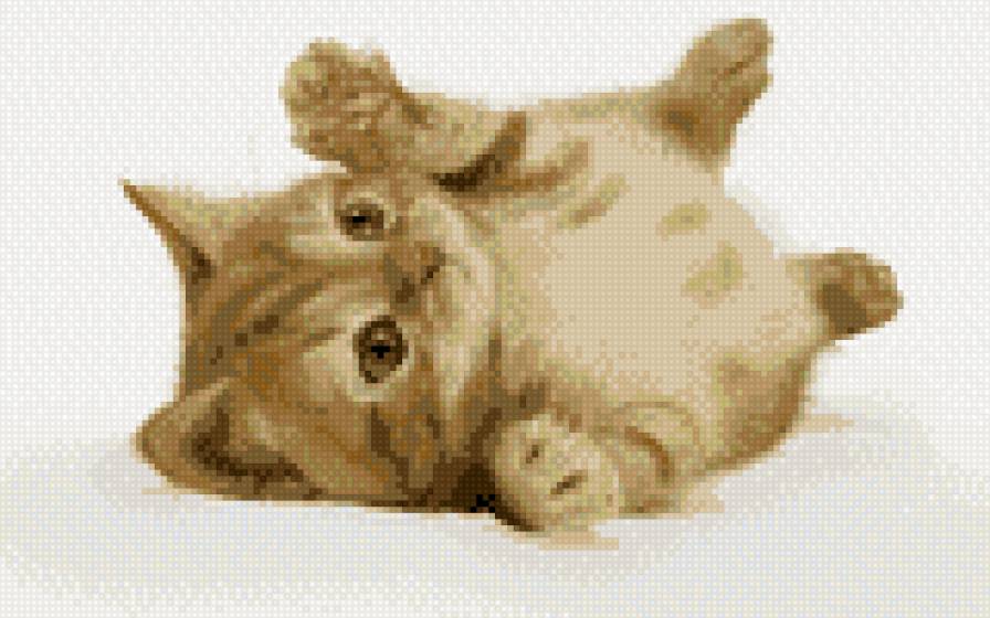 Котёнок - предпросмотр