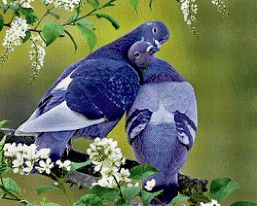 Сизые голуби - птицы, голуби - предпросмотр