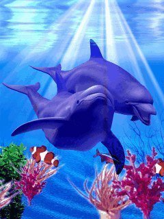 Дельфины - природа, дельфины, любовь - оригинал