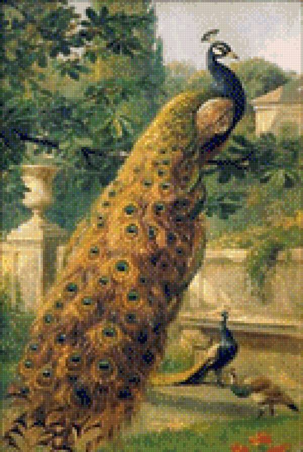 Павлины - птицы, павлин - предпросмотр