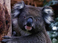 коала - животные - оригинал