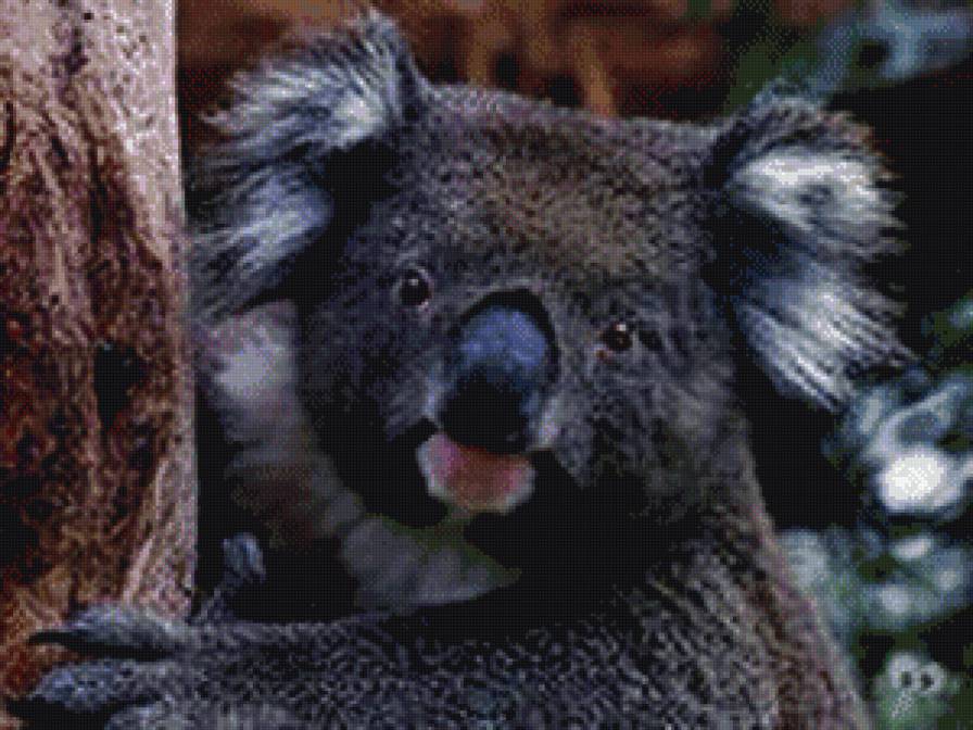 коала - животные - предпросмотр