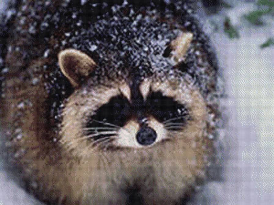 енот - животные - предпросмотр