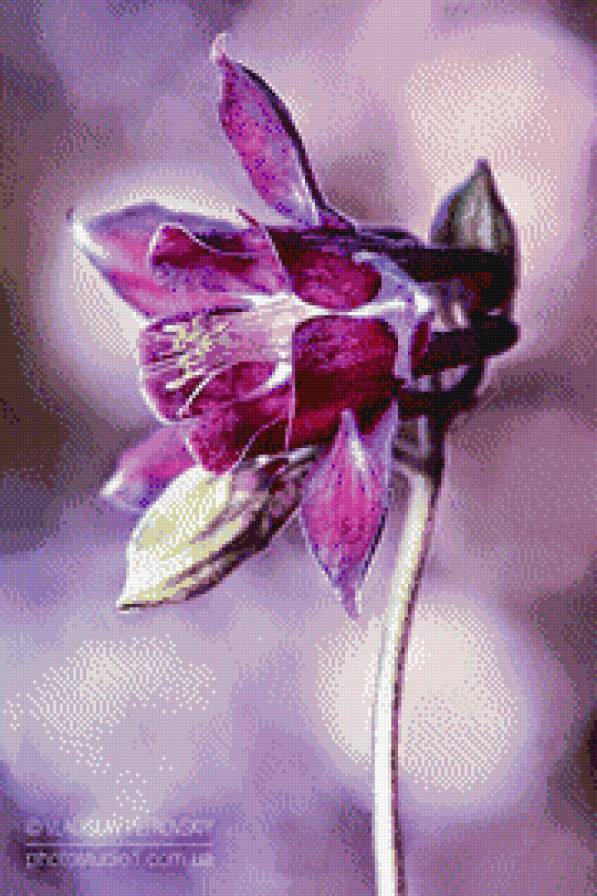 Волшебство цветка. - цветок, волшебство, сирень, орлик - предпросмотр