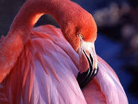 фламинго - птицы - оригинал