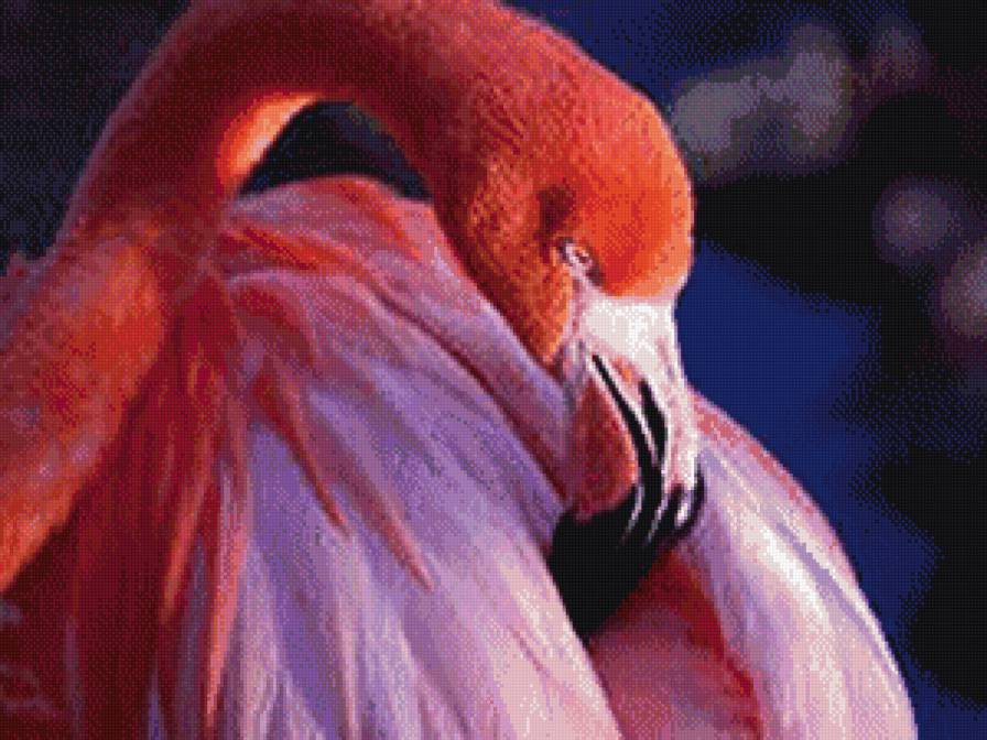 фламинго - птицы - предпросмотр