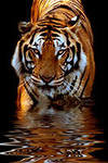 тигр - кошки, животные - оригинал