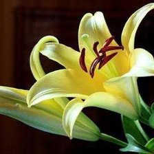 Схема вышивки «ЛІЛІЇ2»