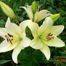 Схема вышивки «ЛІЛІЇ2»