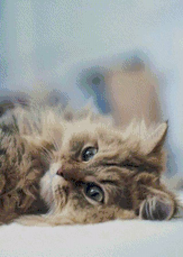 котик - кошка, животное - предпросмотр