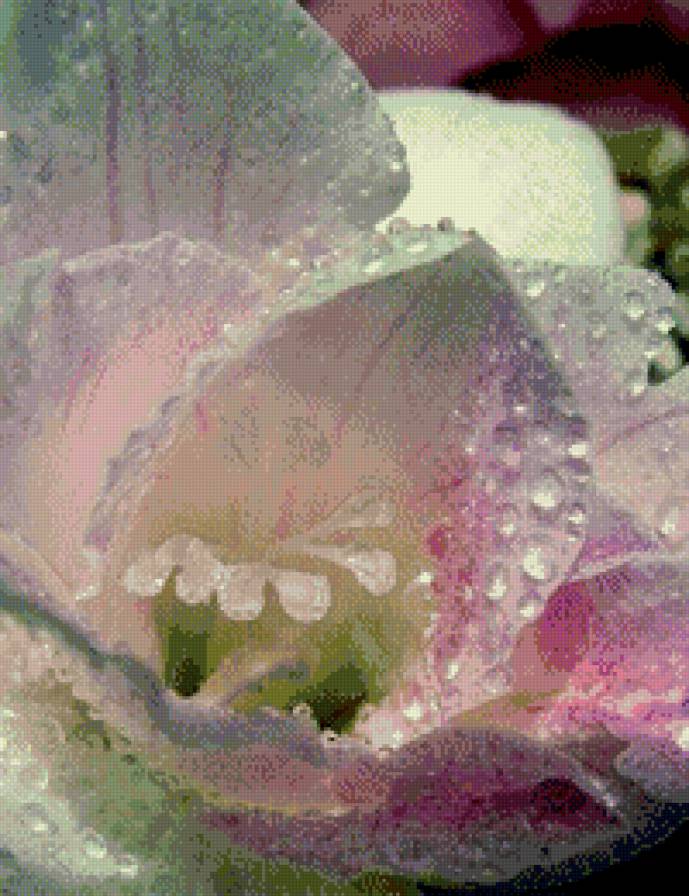 роса на цветке - цветы, капли, роса - предпросмотр