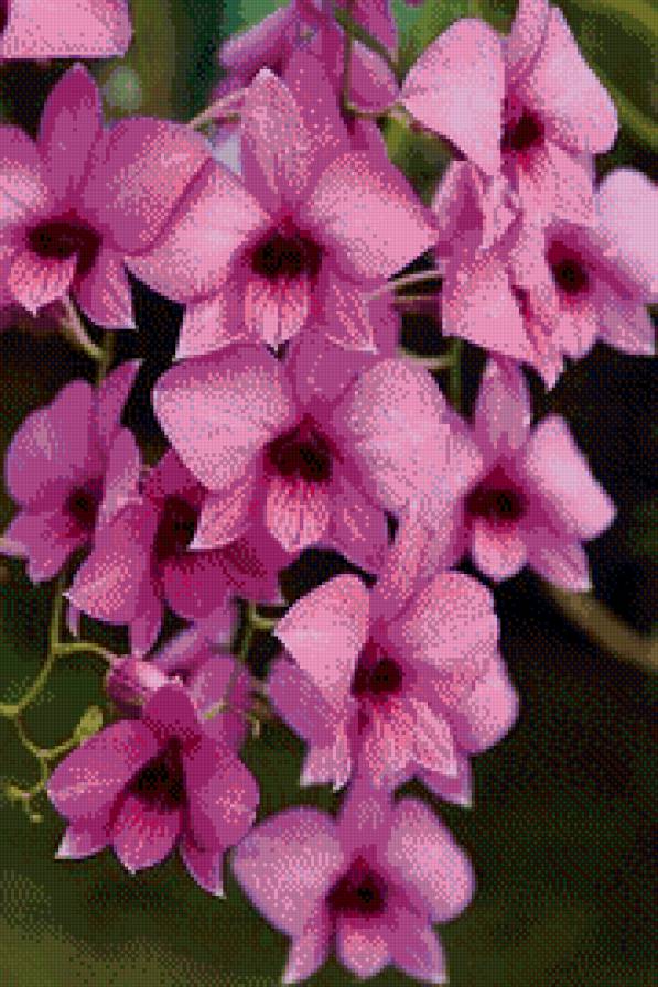 розовая орхидея - орхидея, цветы - предпросмотр
