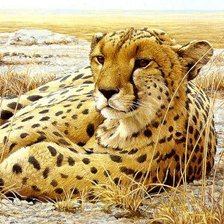 леопард на отдыхе